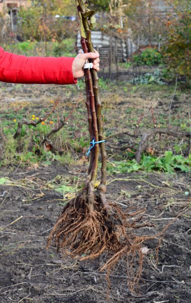 Cost of Shrub Root Removal in Lewes
