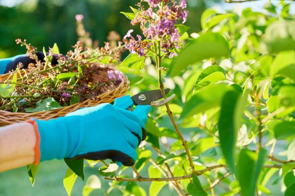 Cost of Lilac Trimming Service in Lewes