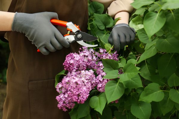 Cost of Lilac Pruning Service in Lewes