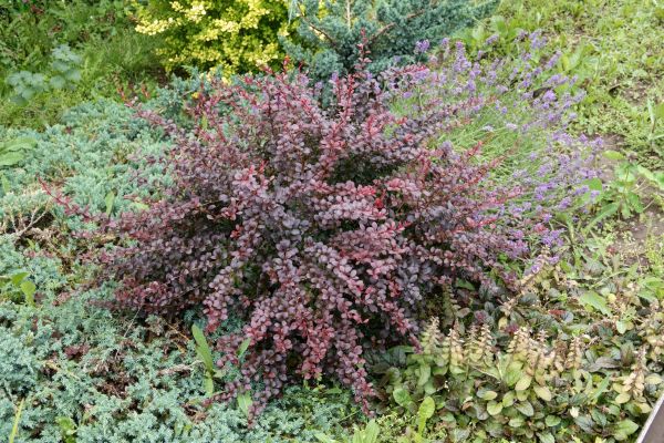 Japanese Barberry Removal in Lewes