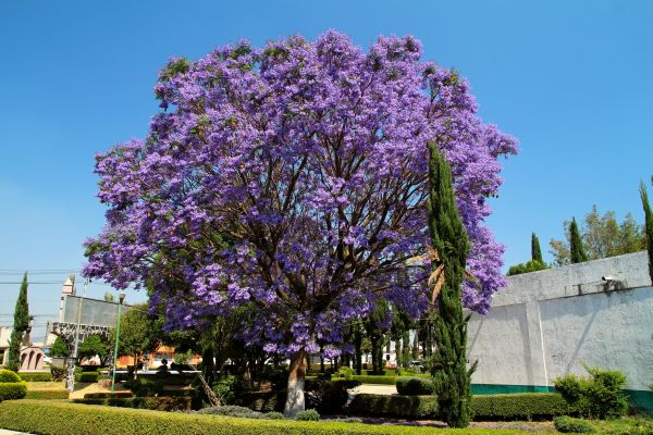 Jacaranda Pruning in Lewes