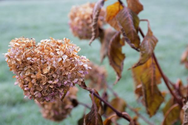 Cost of Hydrangea Removal in Lewes