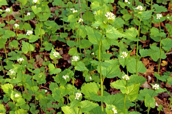 Garlic Mustard Removal in Lewes
