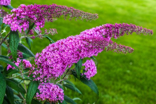 Butterfly Bush Removal in Lewes