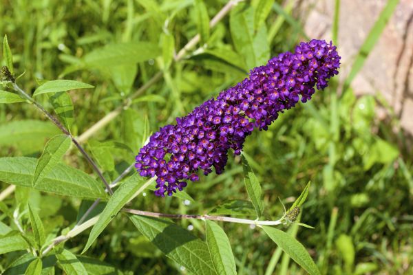 Butterfly Bush Pruning in Lewes