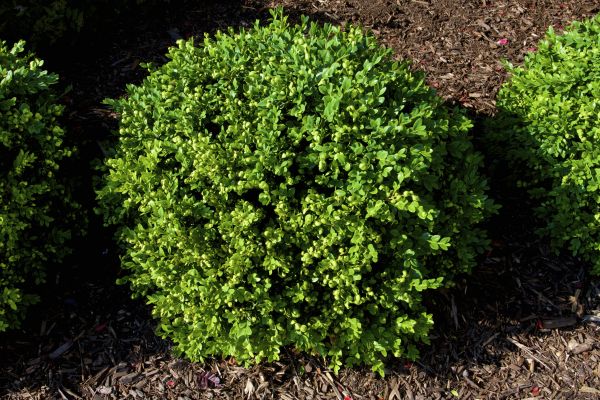 Boxwood Removal in Lewes