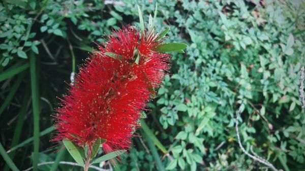 Cost of Bottlebrush Pruning in Lewes