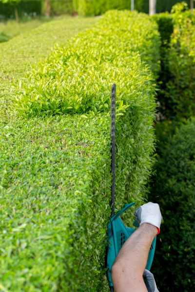 Hedge Trimming in Lewes