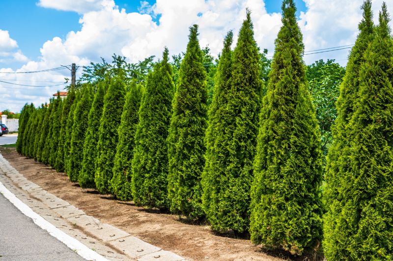 Arborvitae Pruning
