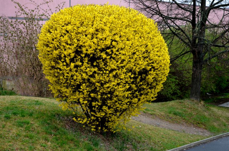 Forsythia Pruning