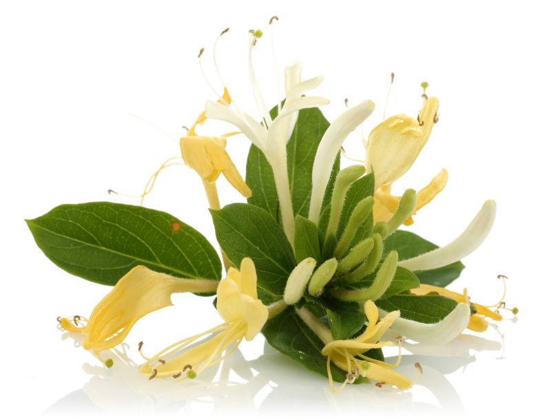 Honeysuckle Trimming