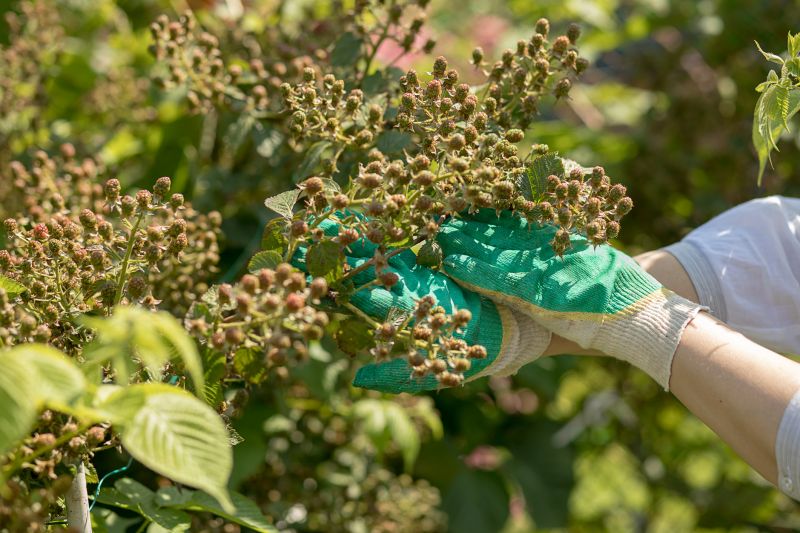 How To Tell When Your Shrubs Need Professional Care