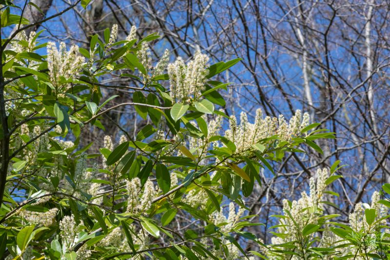 Laurel Hedge Removal