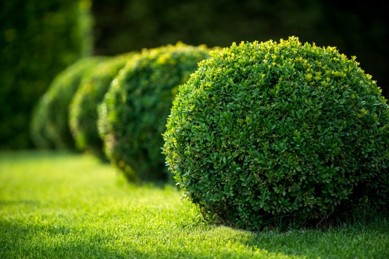 Shaping Bushes for Aesthetics