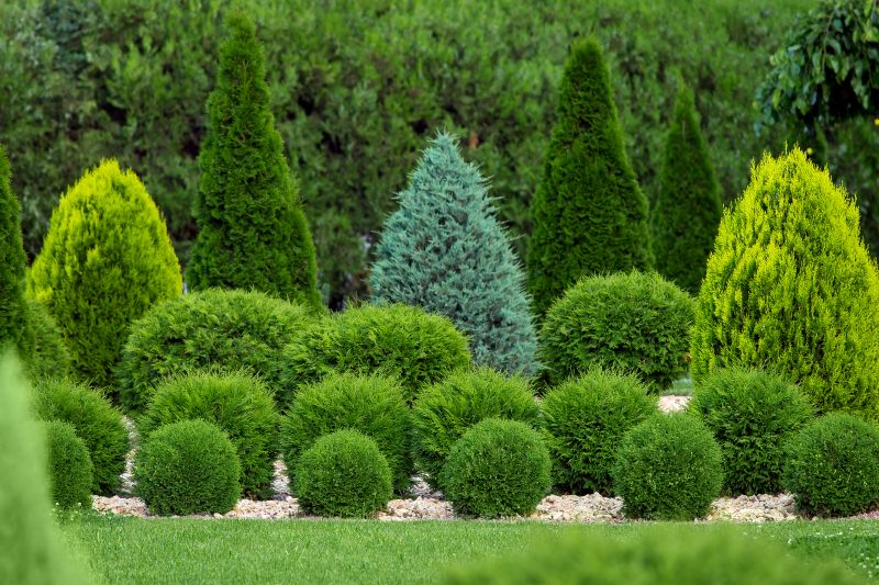 Healthy, Shaped Bushes